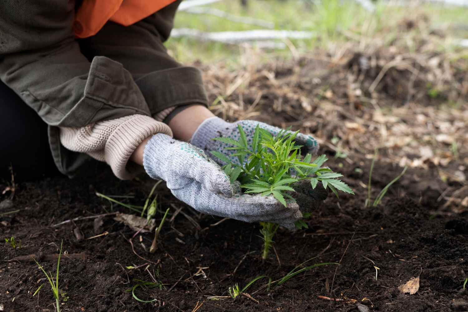 Professional Tree Service in Monticello, IN